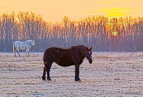 Two Horses At Sunrise_30812.5.jpg - Photographed near Kilmarnock, Ontario, Canada.